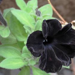 Location: Northern California, Zone 9b
Date: 2024-04-26
Very unusual super dark black flowers are beautiful and eye catch