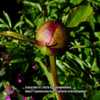 Paeonia lactiflora 'Afterglow'
