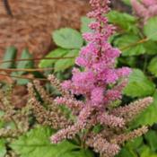 Astilbe # 275 nn; MBG, "Genus name comes from the Greek words 'a'
