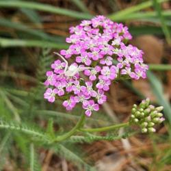 Location: Sandhills Horticultural Gardens Southern Pines, NC
Date: May 17, 2024
Siberian yarrow # 278 nn; LHB page 991, 194-14-6, "Virtues of hea