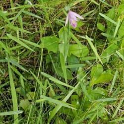 Location: Aberdeen, NC Pages Lake park (NW)
Date: May 19, 2024
Snakemouth orchid or Red Pogonia # 583; RAB p. 342, 49-7-1; AG p.