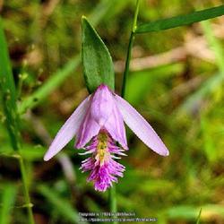 Location: Aberdeen, NC Pages Lake park (NW)
Date: May 18, 2024
Snakemouth orchid or Red Pogonia # 583; RAB p. 342, 49-7-1; AG p.