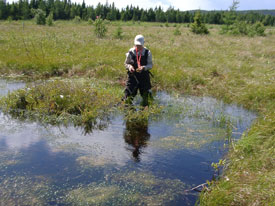 Ponds in this restored bog are essential to the development of peat.