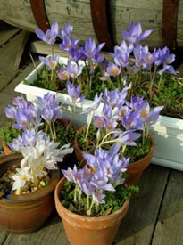 Fall-blooming crocuses don't need any cold treatment; just pot them and wait for the blooms.