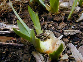 Cut back iris foliage before winter.