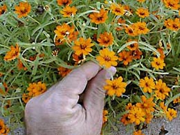 Narrow-leaf zinnia is an easy-care, heat-tolerant variety that grows well in containers.
