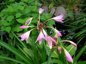 Crinum powelli is one of my favorite summer bloomers.