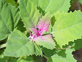 Young lambsquarters are relatively easy to pull and the leaves are edible.