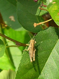 Grasshoppers will snack on most any plant.