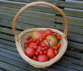 Many types of tomatoes can be grown in pots as long as you're willing to provide extra care.