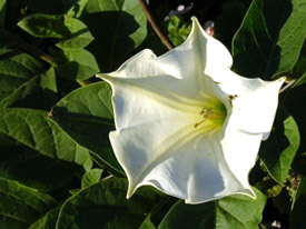 Datura flowers are beautiful and fragrant but beware: they are also toxic.