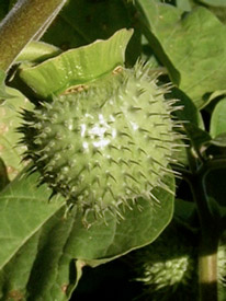Remove datura seedpods if you don't want them to self-sow everywhere.