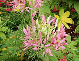 Cleome seeds can be planted this fall for next year's show.
