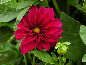 In cold regions, dig dahlia tubers when frost blackens the foliage, and store them in a frost-free place until spring. 
