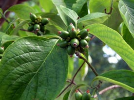 Dogwood berries provide migrating birds with a high-fat, high-calorie food.