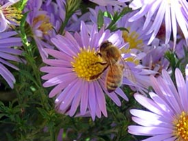 honeybee_on_smooth_aster.jpg