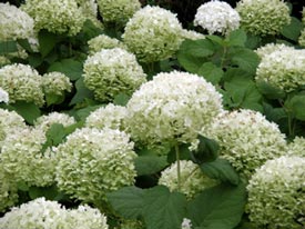 'Annabelle' hydrangea and other big-leaf hydrangeas can be moved without much trouble.