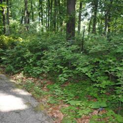 Location: Jenkins Arboretum in Berwyn, Pennsylvania
Date: 2014-06-22
a mass of shrubs along walkway
