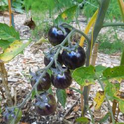 Location: Eagle Bay, New York
Date: 2022-08-10
Tomato (Solanum lycopersicum 'Black Strawberry') fruit