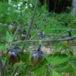 Location: Eagle Bay, New York
Date: 2022-08-10
Tomato (Solanum lycopersicum 'Black Strawberry')