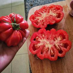 Location: Ann Arbor, Michigan
Date: August 21, 2022
Fruit of Mushroom Basket tomato