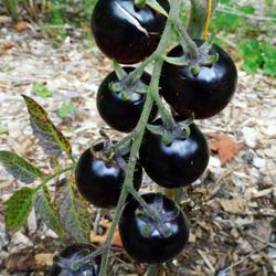 Location: Eagle Bay, New York
Date: 2022-08-29
Black Strawberry tomato, ready to pick