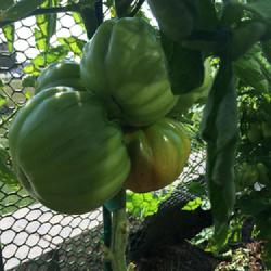 Location: Sioux Falls, South Dakota
Date: 2019 Summer
Unripe Mushroom Basket tomatoes on the vine - CElisabeth
