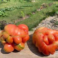 Location: Sioux Falls, South Dakota
Date: 2022
24 ounce Mushroom Basket Tomatoes showing cat-facing - CElisabeth