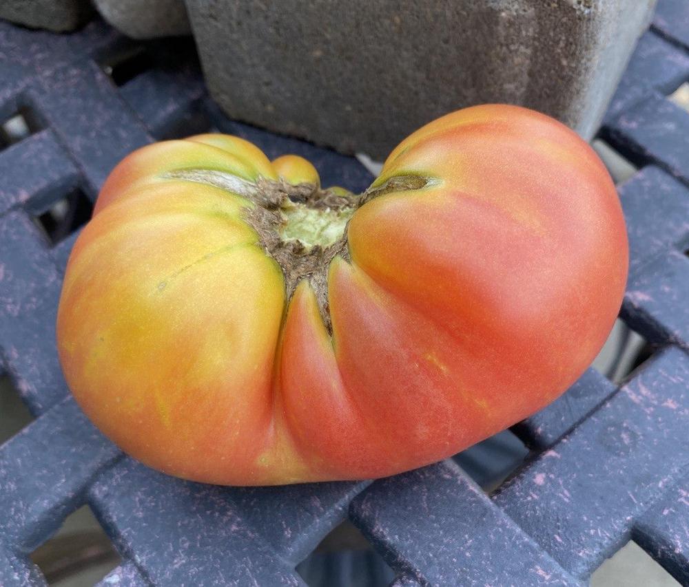 Photo of Tomato (Solanum lycopersicum 'Dwarf Suzy’s Beauty') uploaded by CorabethGodsey