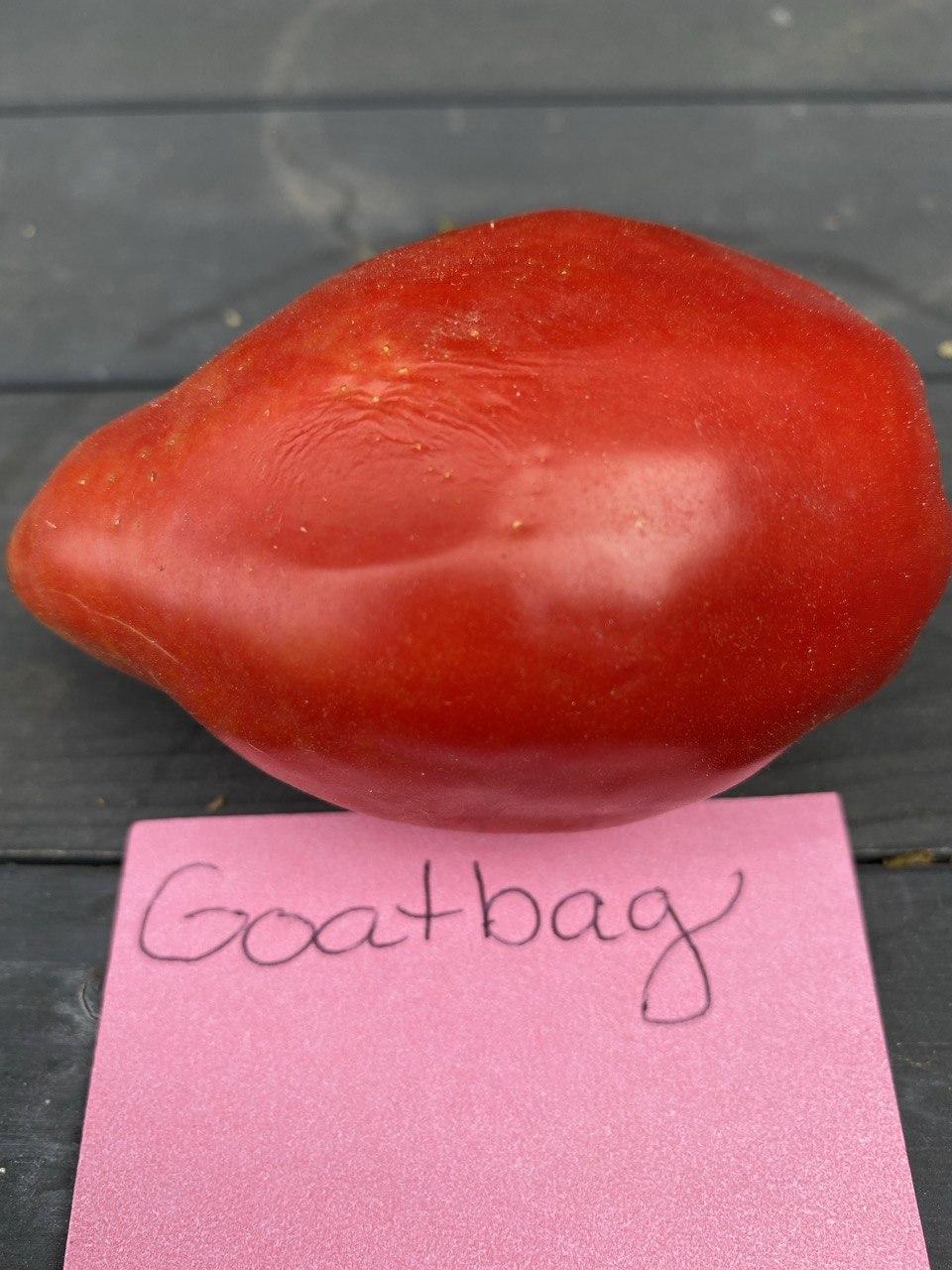 Photo of Tomato (Solanum lycopersicum 'Goatbag') uploaded by CorabethGodsey