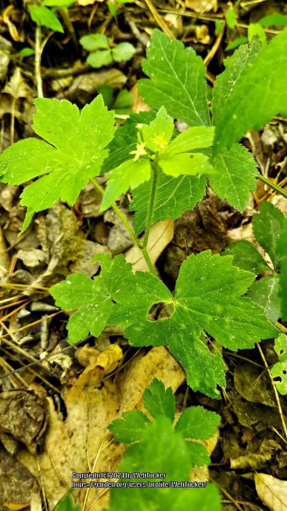 Photo of Blisterwort (Ranunculus recurvatus) uploaded by WebTucker