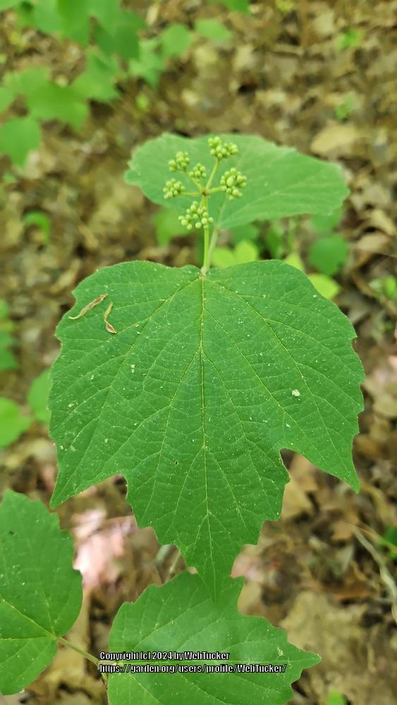 Photo of Mapleleaf Viburnum (Viburnum acerifolium) uploaded by WebTucker