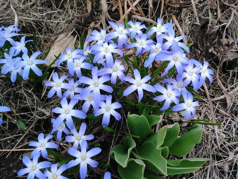 Photo of Glory of the Snow (Scilla forbesii) uploaded by pixie62560