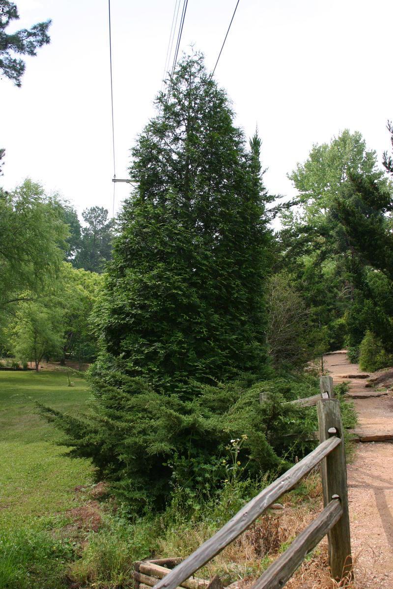 Arborvitaes Plant Care and Collection of Varieties
