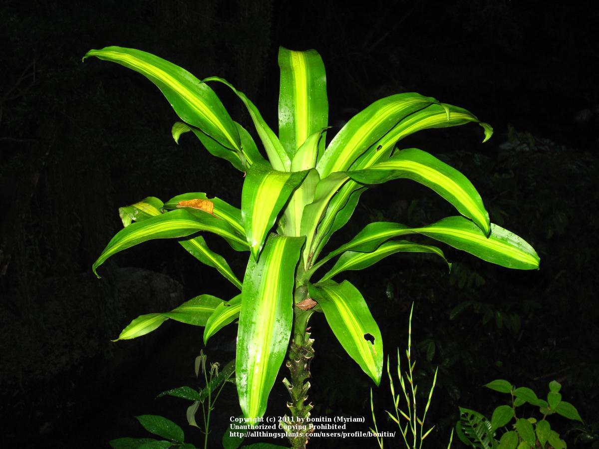 photo of the leaves of corn plant (dracaena fragrans) posted by
