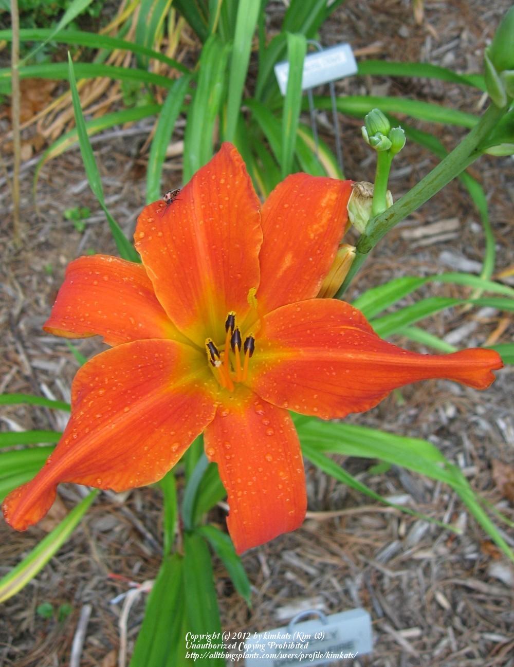 photo of the bloom of daylily (hemerocallis heavenly dragon