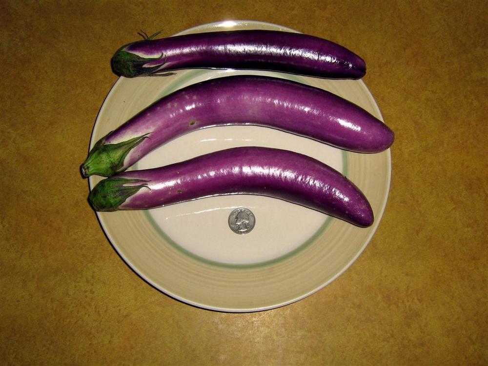 eggplants: plant care and collection of varieties