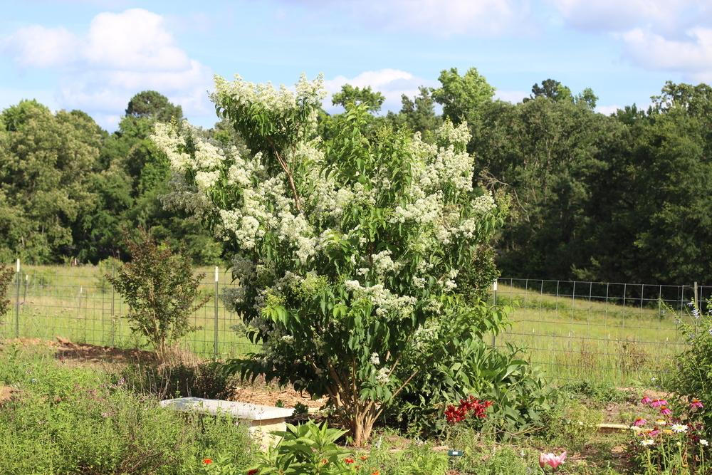 photo of the entire plant of japanese crepe myrtle
