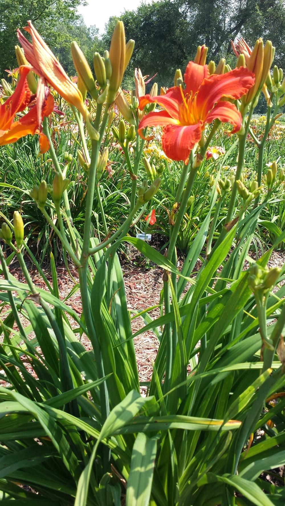 photo of the entire plant of daylily (hemerocallis heavenly