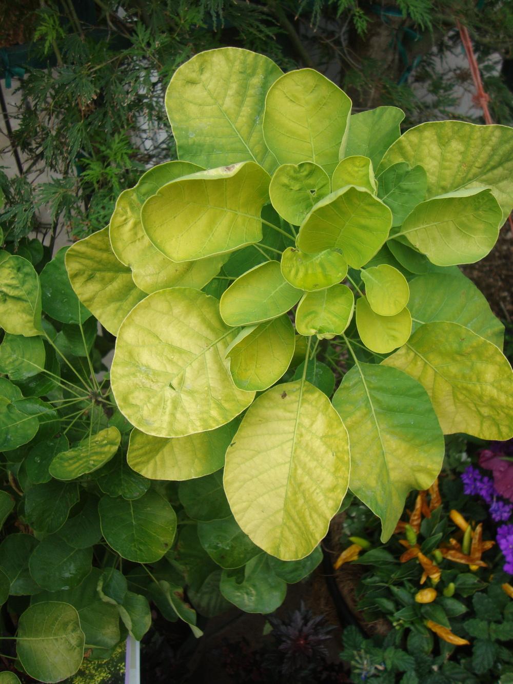 smoketrees: plant care and collection of varieties