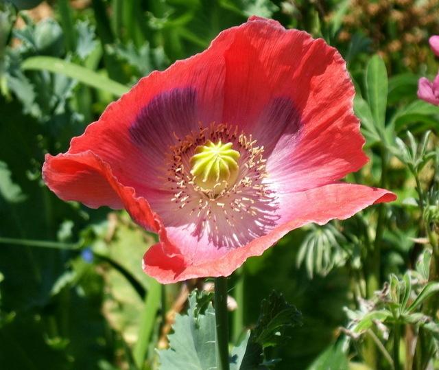 photo of the bloom of opium poppy (papaver somniferum) posted by
