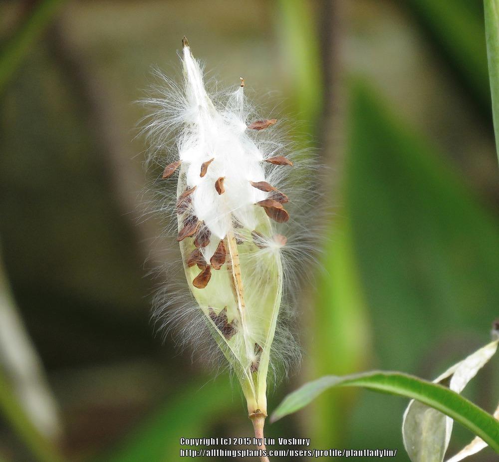 of tropical milkweed (asclepias curassavica) posted by plantlady