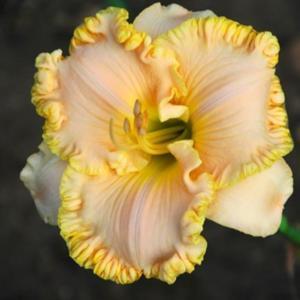 daylily (hemerocallis coastal grand) in the daylilies database