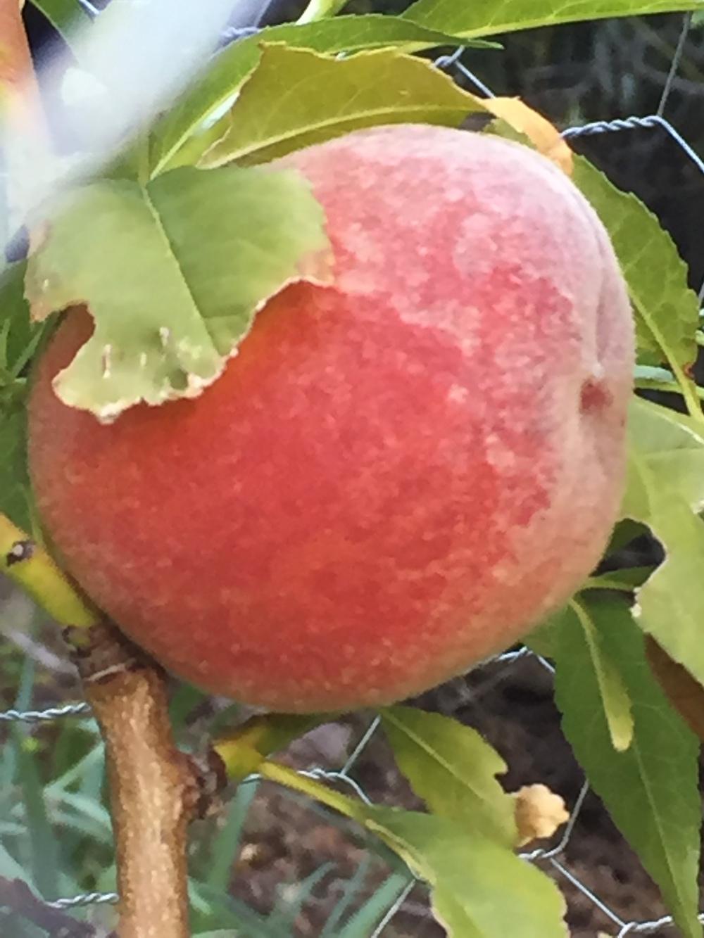 photo of the fruit of peach (prunus persica e