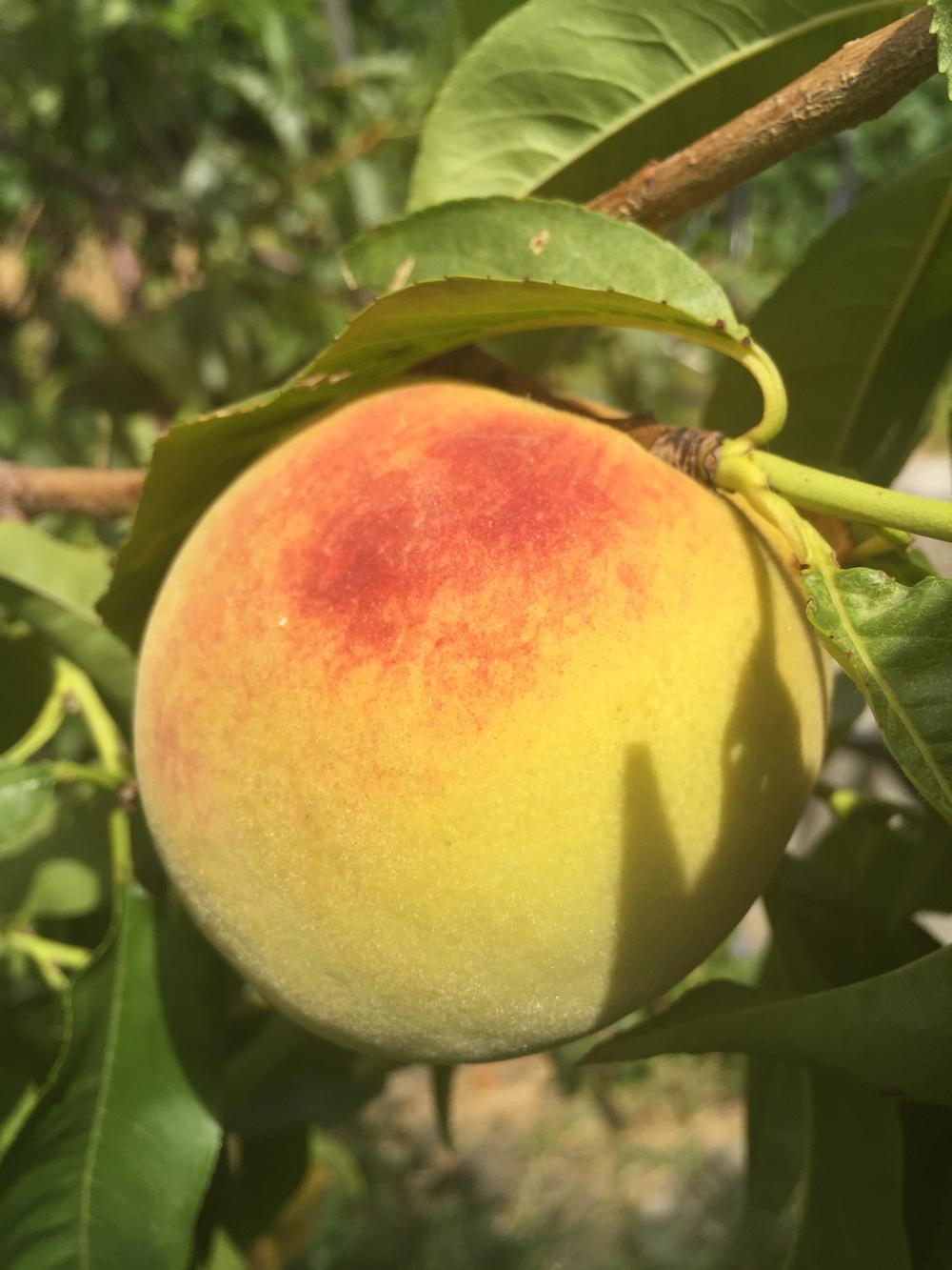 photo of the fruit of peach (prunus persica c