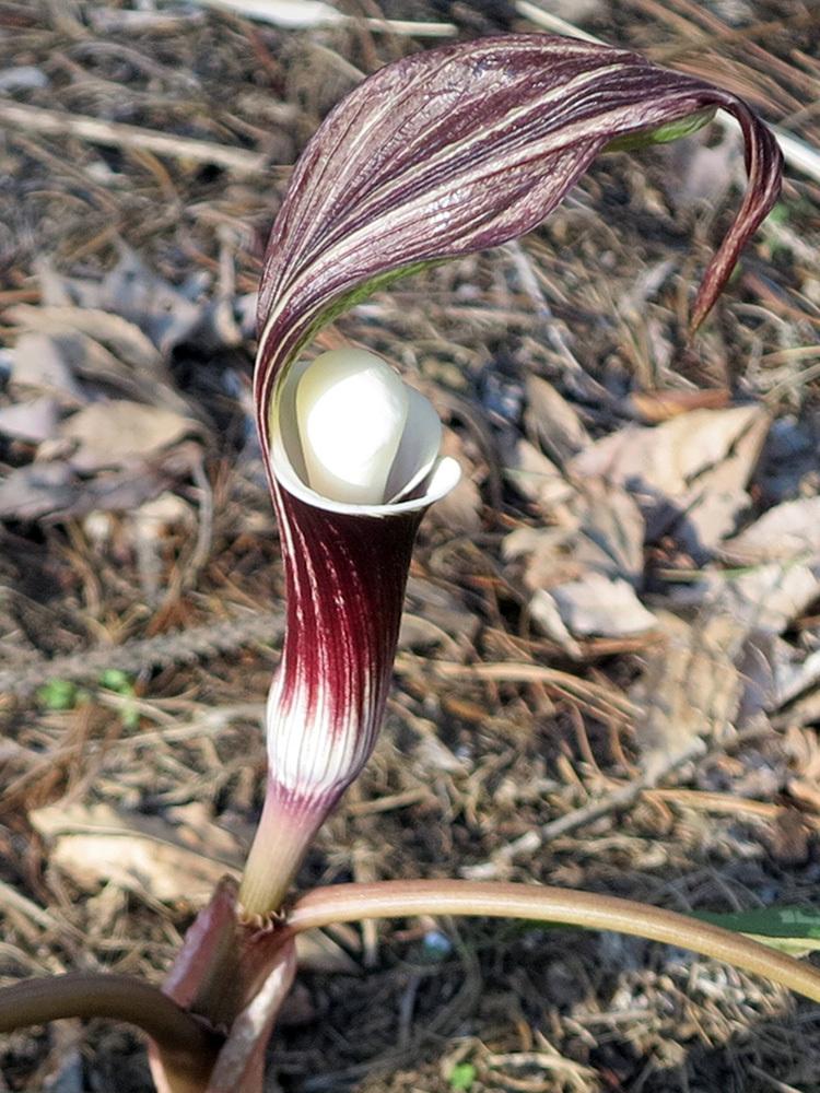 photo of japanese cobra lily (arisaema sikokianum silver center
