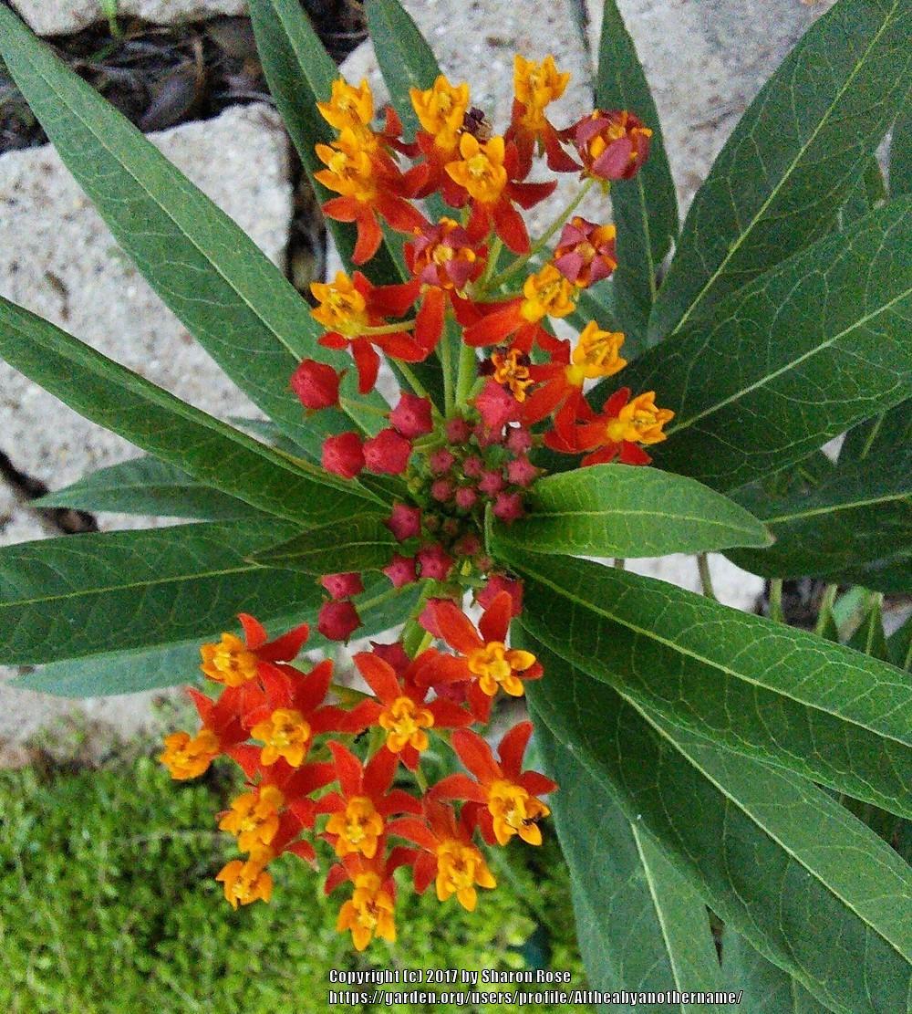 plant: tropical milkweed ( asclepias curassavica) contributor