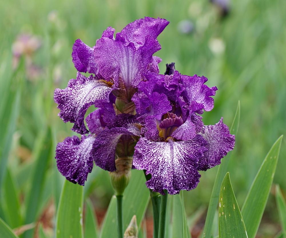 photo of the bloom of tall bearded iris (iris autumn explosion