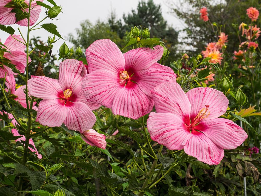 photo of the bloom of hardy hibiscus (hibiscus