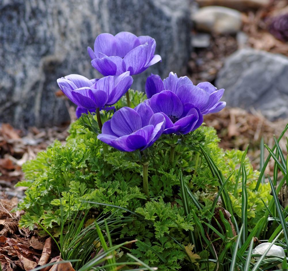 grecian windflower   anemone coronaria lord lieut
